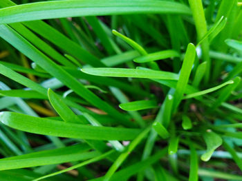 Close-up of wet grass