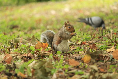 Squirrel eating leaves on field