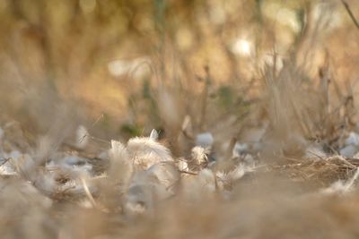 Close-up of dry plant on field