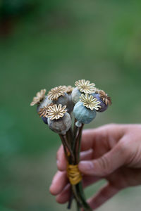 Close-up of hand holding flowers