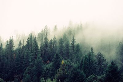 High angle-photography of green foggy forest trees.