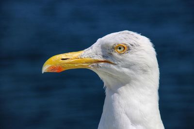 Close-up of seagull