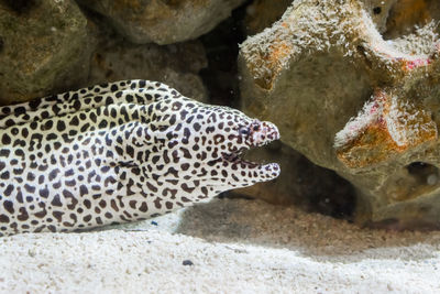 View of fish in sea