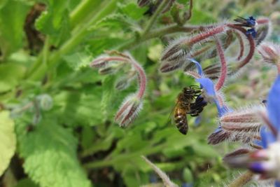 Close-up of bee on flower