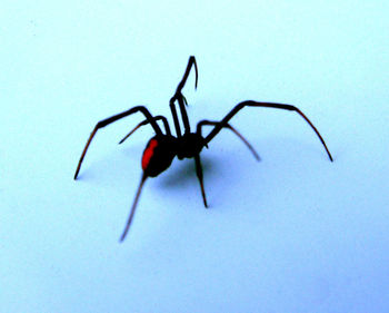 Close-up of over white background