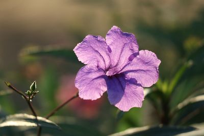 Close-up of purple flowers blooming outdoors