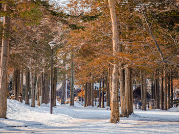 Trees in forest during winter