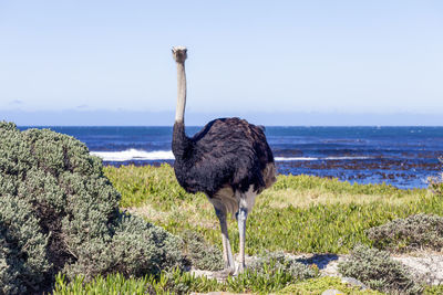 Ostrich on field with sea in background against clear sky