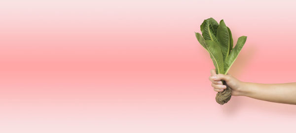 Midsection of person holding leaf against white background