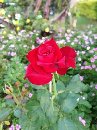 Close-up of red rose blooming outdoors