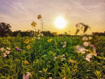 Close-up of flowering plants on field against bright sun