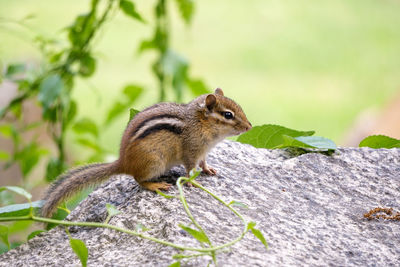 Squirrel eating plant