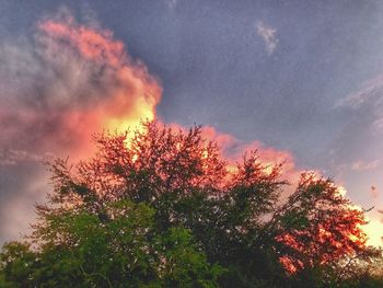 Low angle view of tree against sky at sunset