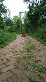 View of dog on footpath