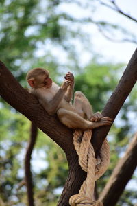 Low angle view of sitting on tree