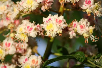 Close-up of pink flowers blooming outdoors