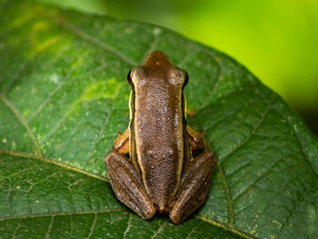 Close-up of insect on leaves