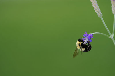 Close-up of insect on purple flower