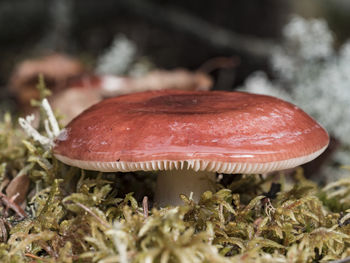 Close-up of mushroom growing on field