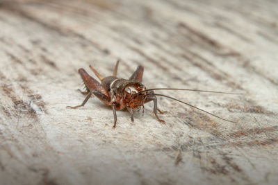 Close-up of spider on floor