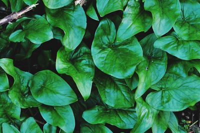 Full frame shot of leaves