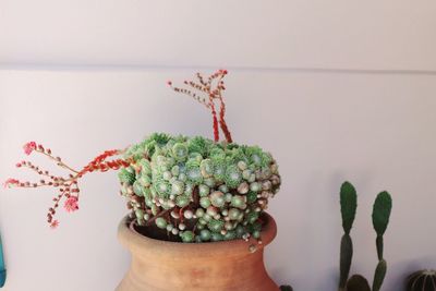 Close-up of succulent plant against wall