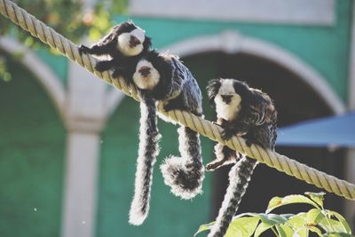 Close-up of lemurs sitting on rope
