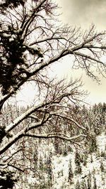 Bare trees against sky