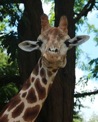 Close-up portrait of an animal