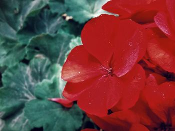 Close-up of wet red flower blooming outdoors