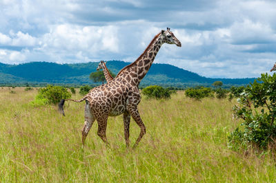 Giraffes in a field against mountain and sky 