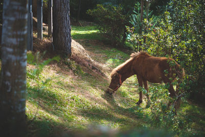 Horse grazing on grassy field