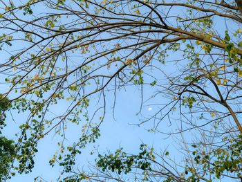 Low angle view of tree against blue sky