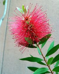 Close-up of flowers