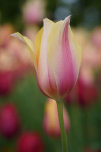 Close-up of pink tulip