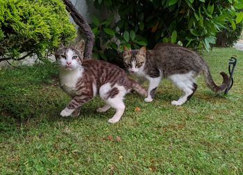 Portrait of cats on field