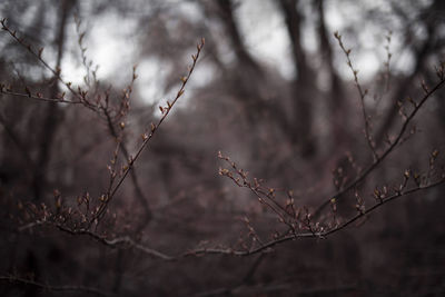 Low angle view of bare tree branches