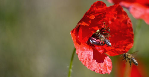 Bee on a poppy  flower