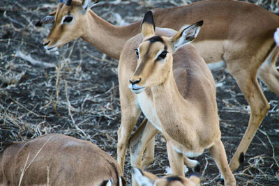 Impalas close up in motion
