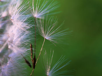 Close-up of dandelion on plant
