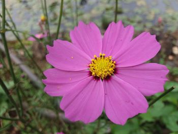 Close-up of pink cosmos flower