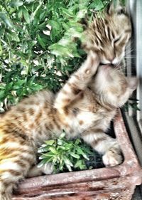 Cat looking away