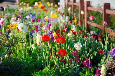 Close-up of pink flowers blooming in field