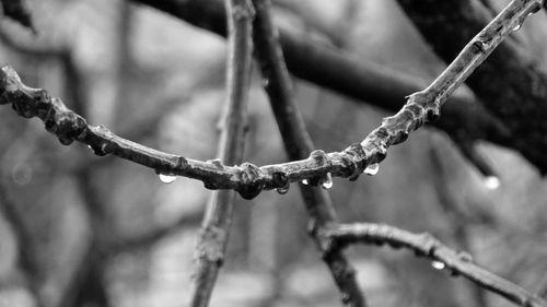 Close-up of frozen twig