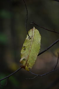 Close-up of leaves on twig