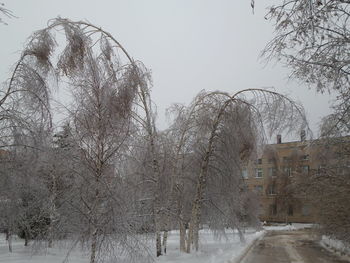 Low angle view of trees against sky