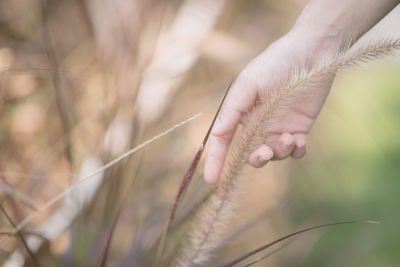 Close-up of hand holding plant