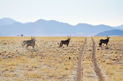 Oryx standing on grassy landscape