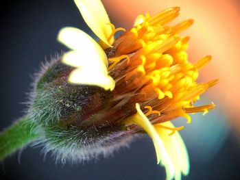 Close-up of honey bee on yellow flower