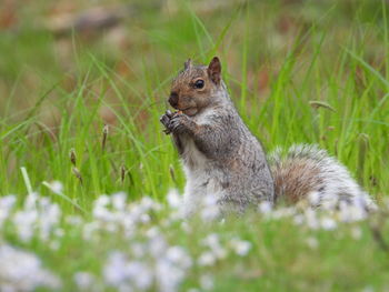 Grey squirrel in grassy field of flowers